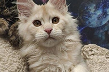 Maine Coon kitten Lenka StarPaws, color ds, litter L, 05.10.2020