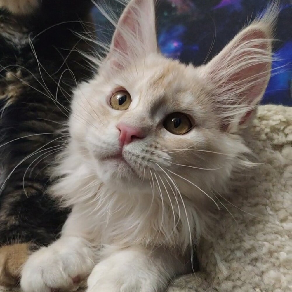 Maine Coon kitten Lenka StarPaws, color ds, litter L, 05.10.2020