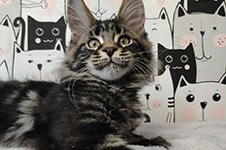 Maine Coon kitten Leon StarPaws, color ns 22, litter L, 05.10.2020