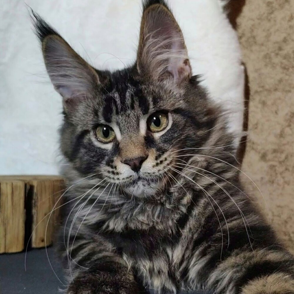 Maine Coon kitten Leon StarPaws, color ns 22, litter L, 05.10.2020