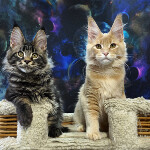 Maine Coon kitten Leon StarPaws, color ns 22, litter L, 05.10.2020