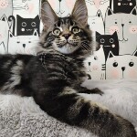 Maine Coon kitten Leon StarPaws, color ns 22, litter L, 05.10.2020