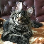 Maine Coon kitten Leon StarPaws, color ns 22, litter L, 05.10.2020