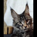Maine coon kitten Leon video 1