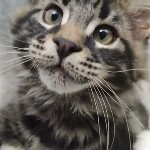 Maine coon kitten Leon video 2
