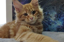 Maine Coon kitten Leona StarPaws, color d 22, litter L, 05.10.2020