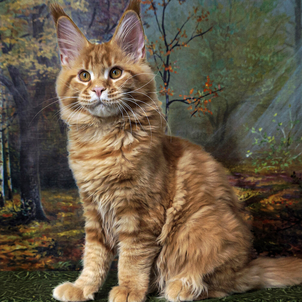 Maine Coon kitten Leona StarPaws, color d 22, litter L, 05.10.2020
