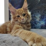 Maine Coon kitten Leona StarPaws, color d 22, litter L, 05.10.2020