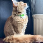 Maine Coon kitten Leona StarPaws, color d 22, litter L, 05.10.2020