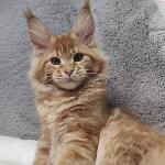 Maine Coon kitten Leona StarPaws, color d 22, litter L, 05.10.2020