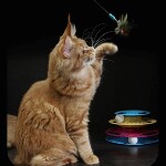 Maine Coon kitten Leona StarPaws, color d 22, litter L, 05.10.2020