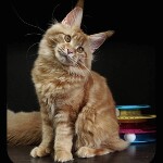 Maine Coon kitten Leona StarPaws, color d 22, litter L, 05.10.2020