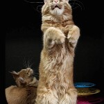 Maine Coon kitten Leona StarPaws, color d 22, litter L, 05.10.2020