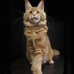 Maine Coon kitten Leona StarPaws, color d 22, litter L, 05.10.2020