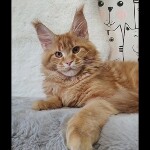 Maine coon kitten Leona video 1