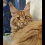 Maine coon kitten Leona video 2