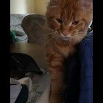 Maine coon kitten Leona video 3