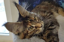 Maine Coon kitten Lily StarPaws, color f, litter L, 05.10.2020