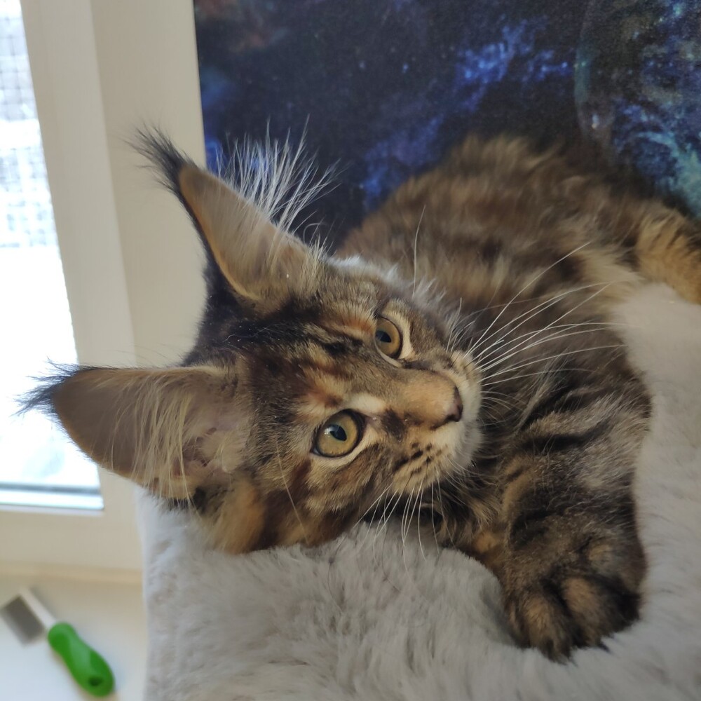 Maine Coon kitten Lily StarPaws, color f, litter L, 05.10.2020