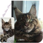 Maine Coon kitten Lily StarPaws, color f, litter L, 05.10.2020
