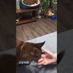 Maine coon kitten Lily video 1