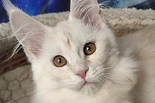 Maine Coon kitten Lori StarPaws, color ds, litter L, 05.10.2020