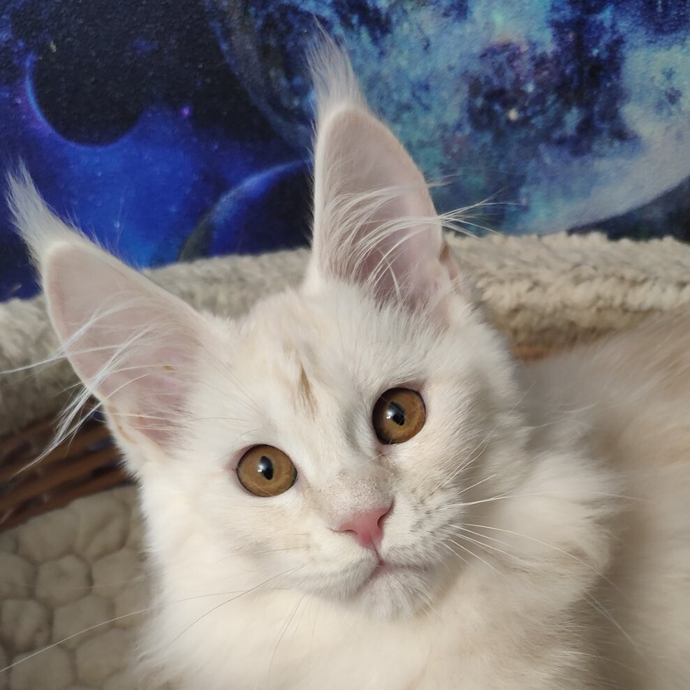 Maine Coon kitten Lori StarPaws, color ds, litter L, 05.10.2020