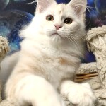Maine Coon kitten Lori StarPaws, color ds, litter L, 05.10.2020
