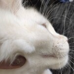 Maine Coon kitten Lori StarPaws, color ds, litter L, 05.10.2020