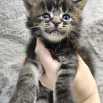 Maine Coon kittens StarPaws, litter L, 05.10.2020