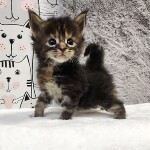 Maine Coon kittens StarPaws, litter L, 05.10.2020