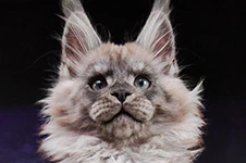 Maine Coon kitten Lazurit StarPaws, color ns, litter L1, 08.03.2024