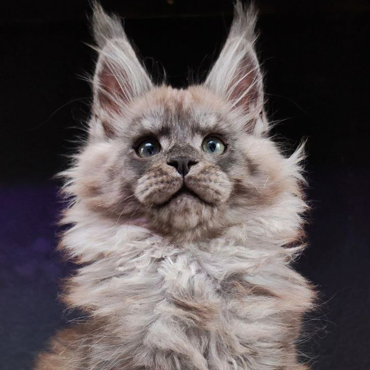 Maine Coon kitten Lazurit StarPaws, color ns, litter L1, 08.03.2024