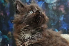 Maine Coon kitten Luke StarPaws, color ns, litter L1, 08.03.2024