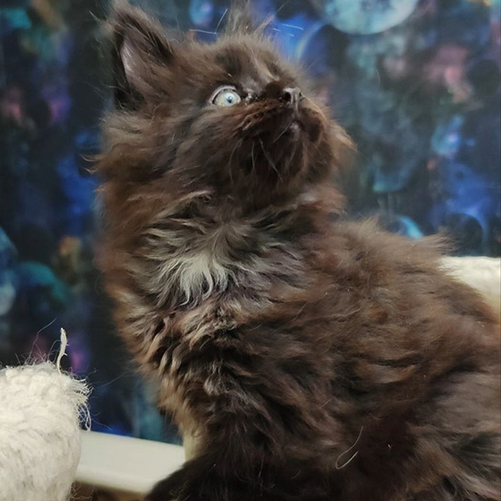 Maine Coon kitten Luke StarPaws, color ns, litter L1, 08.03.2024