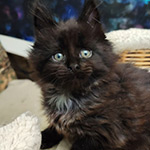 Maine Coon kitten Luke StarPaws, color ns, litter L1, 08.03.2024