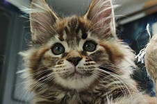 Maine Coon kitten Lyra StarPaws, color fs 22, litter L1, 08.03.2024