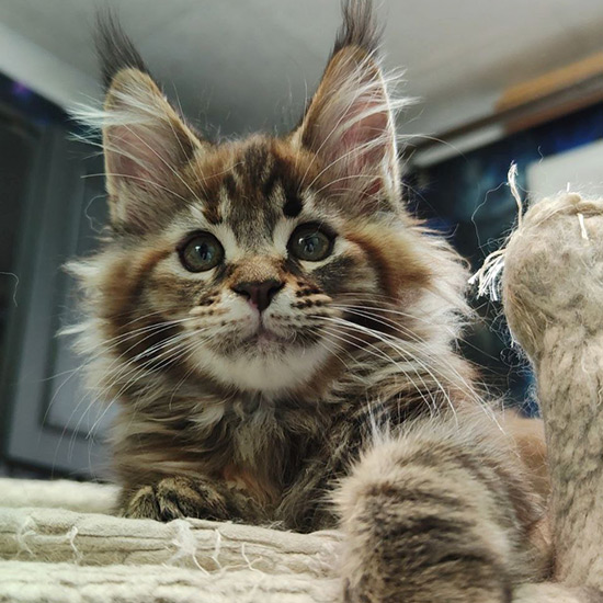 Maine Coon kitten Lyra StarPaws, color fs 22, litter L1, 08.03.2024