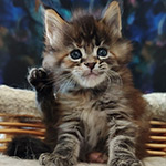Maine Coon kitten Lyra StarPaws, color fs 22, litter L1, 08.03.2024