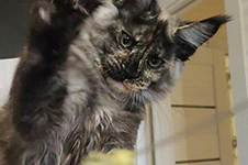 Maine Coon kitten Magic StarPaws, color fs 22, litter M, 10.12.2020