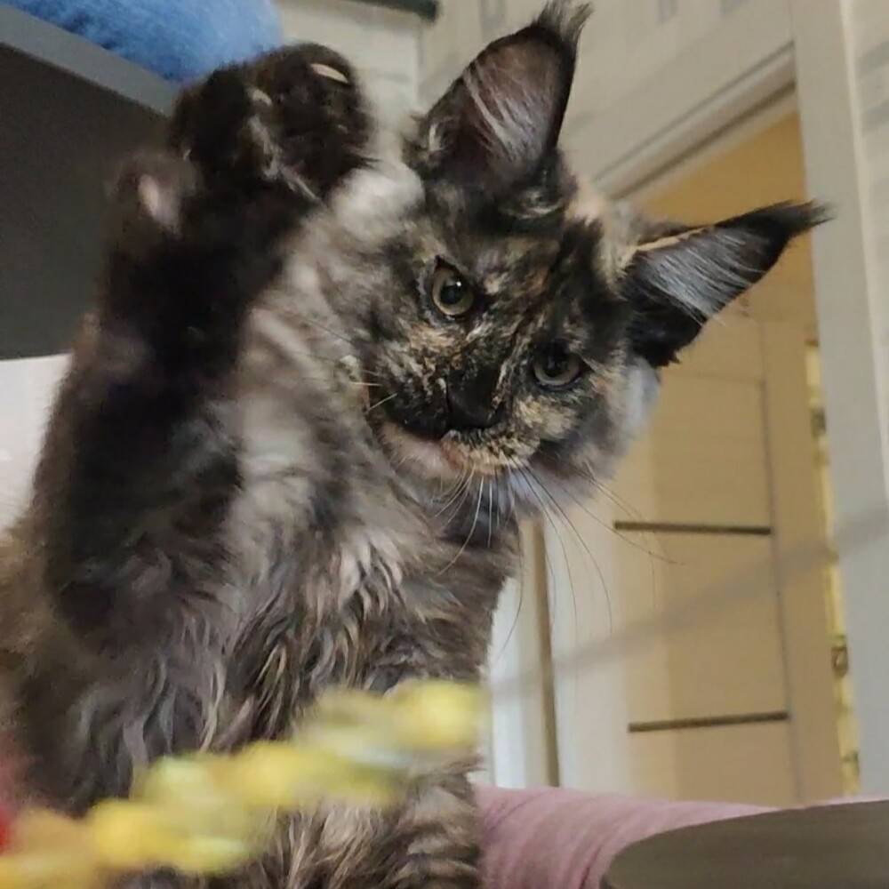 Maine Coon kitten Magic StarPaws, color fs 22, litter M, 10.12.2020