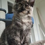 Maine Coon kitten Magic StarPaws, color fs 22, litter M, 10.12.2020
