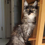 Maine Coon kitten Magic StarPaws, color fs 22, litter M, 10.12.2020
