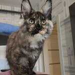 Maine Coon kitten Magic StarPaws, color fs 22, litter M, 10.12.2020