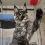 Maine Coon kitten Magic StarPaws, color fs 22, litter M, 10.12.2020