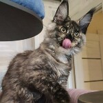 Maine Coon kitten Magic StarPaws, color fs 22, litter M, 10.12.2020