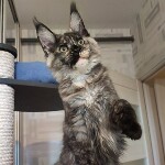 Maine Coon kitten Magic StarPaws, color fs 22, litter M, 10.12.2020