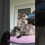 Maine coon kitten Magic video 1