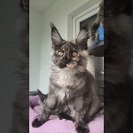 Maine coon kitten Magic video 2