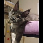 Maine coon kitten Malta video 1